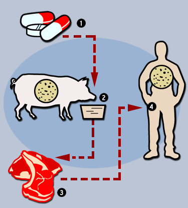Antibiotics-for-agriculture